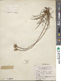 Armeria maritima image