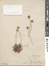 Armeria maritima image