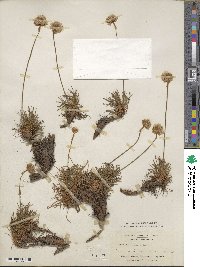 Armeria maritima image