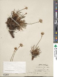 Armeria maritima image