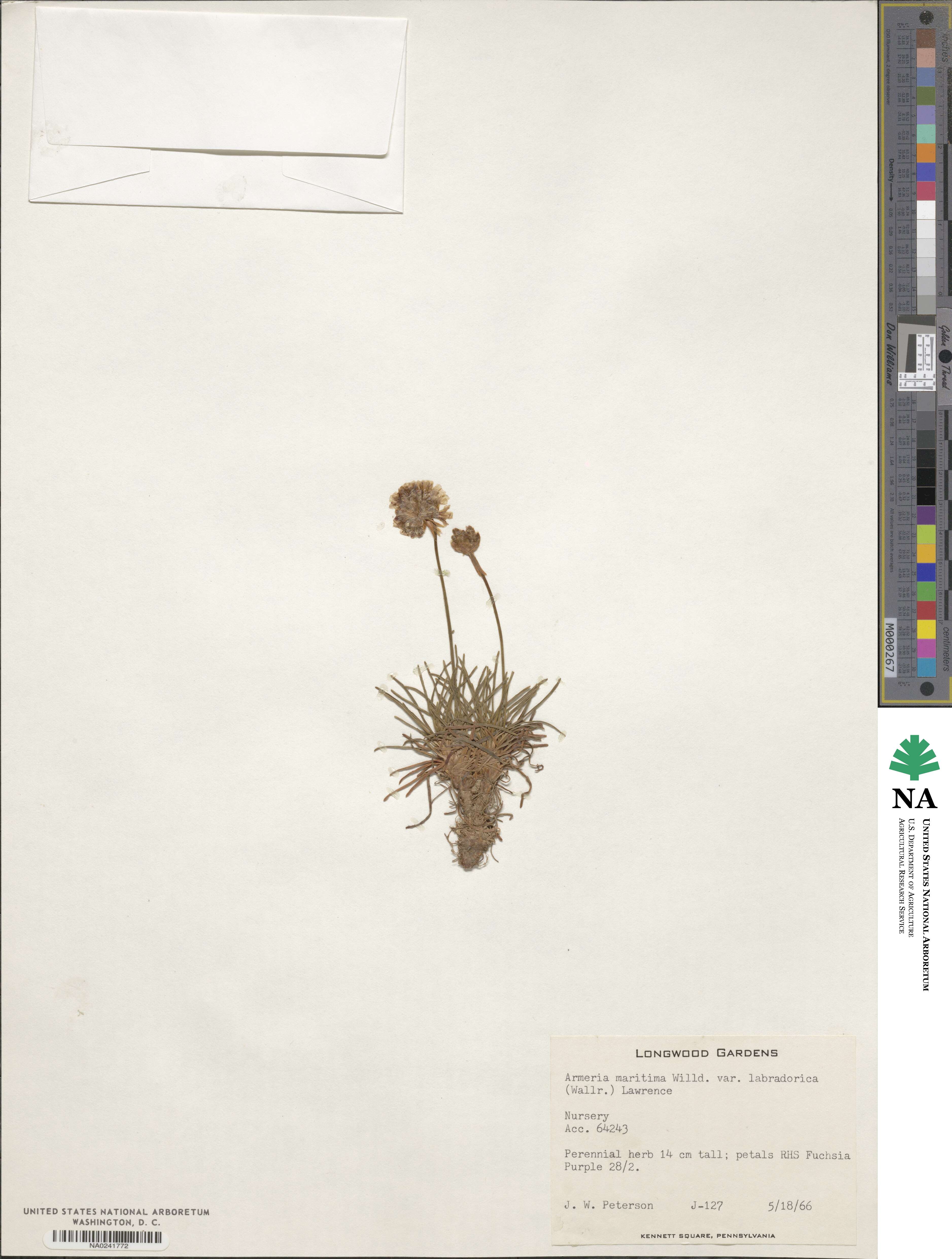 Armeria maritima subsp. sibirica image