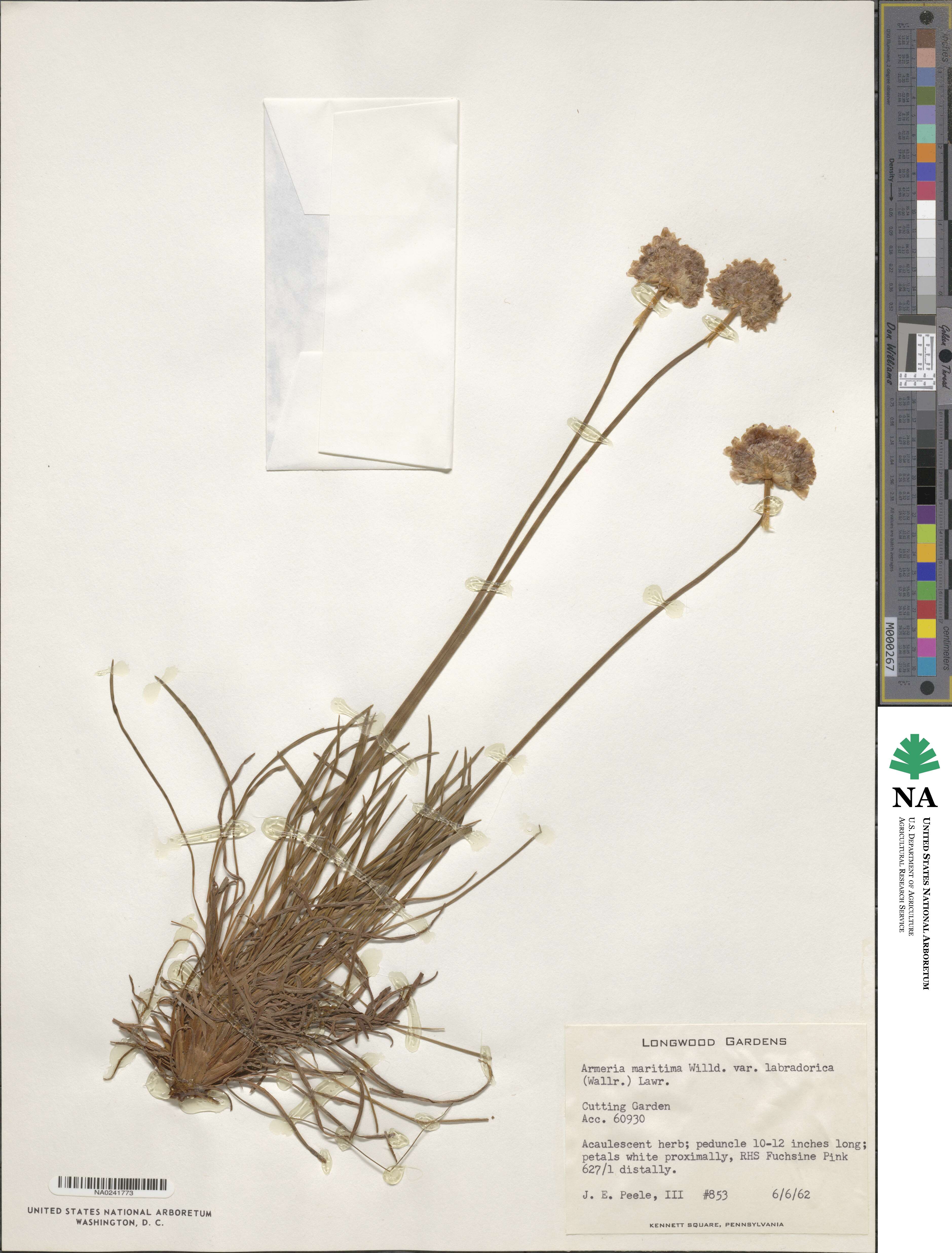 Armeria maritima image