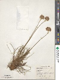 Armeria maritima image