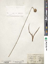 Armeria plantaginea image