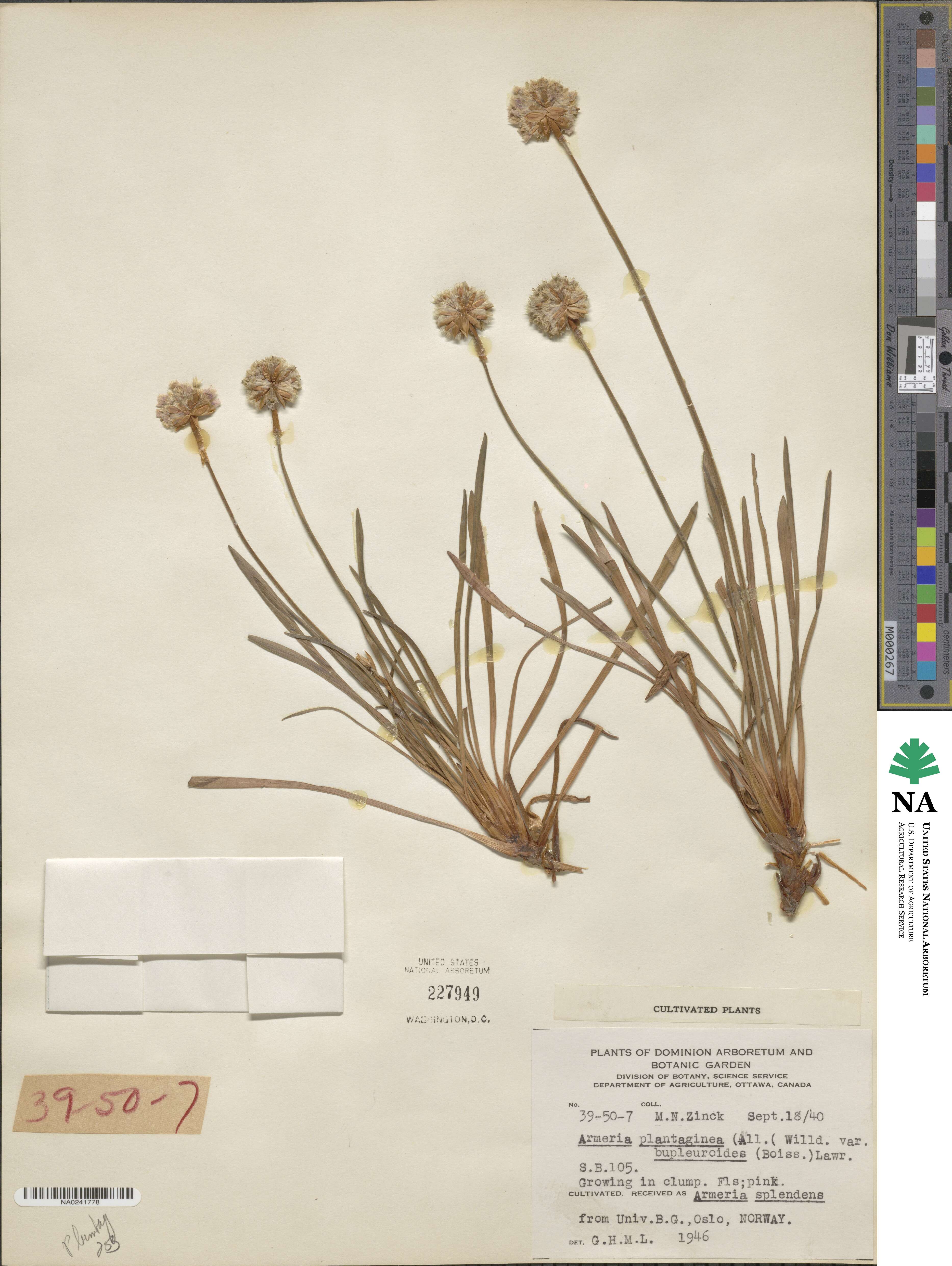 Armeria arenaria image