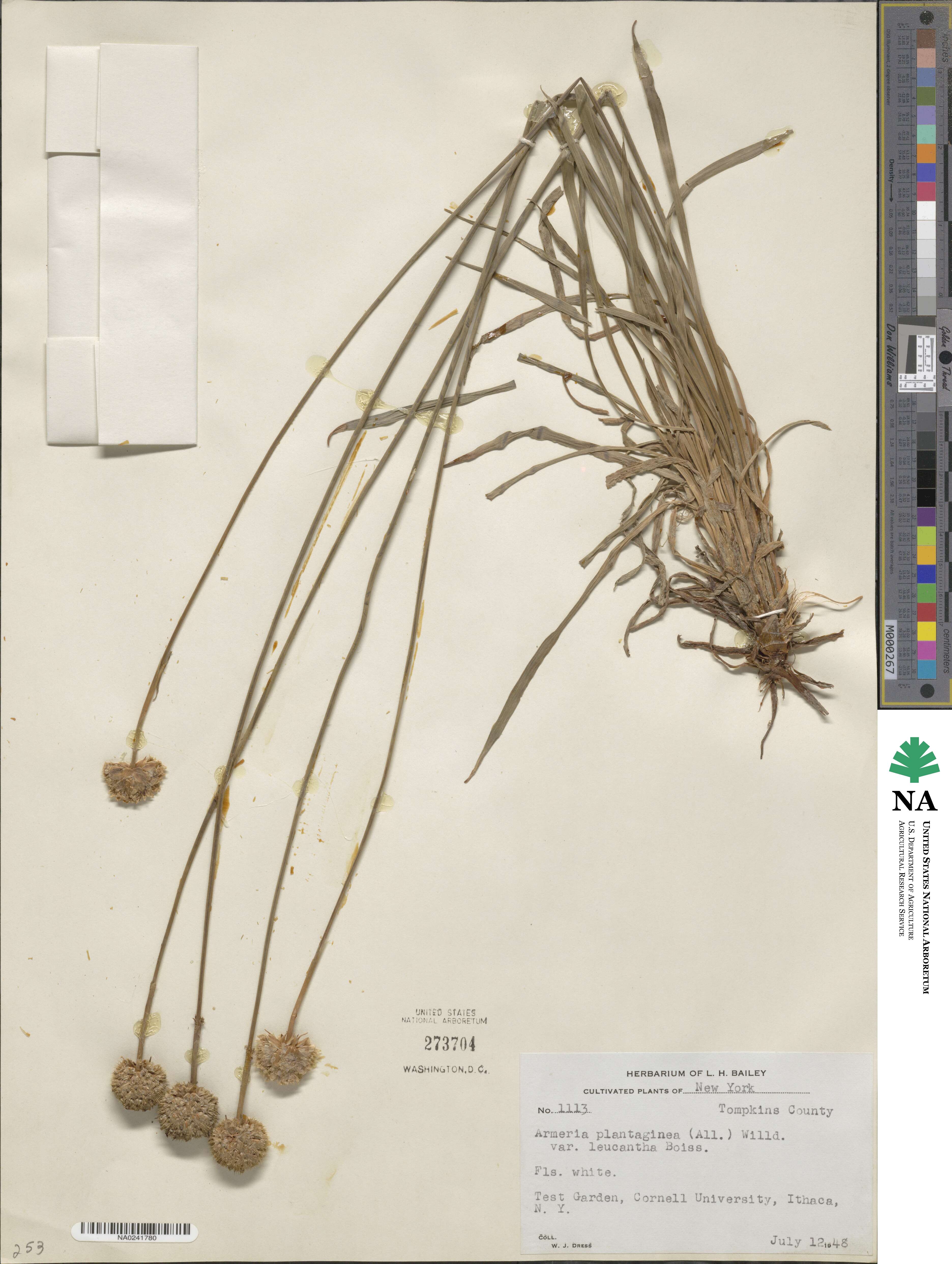 Armeria alliacea subsp. alliacea image