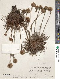 Armeria maritima subsp. sibirica image