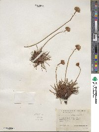 Armeria maritima subsp. sibirica image