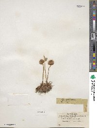 Armeria maritima image