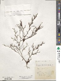 Limonium echioides image