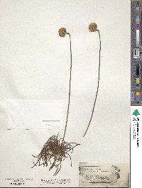 Armeria maritima image