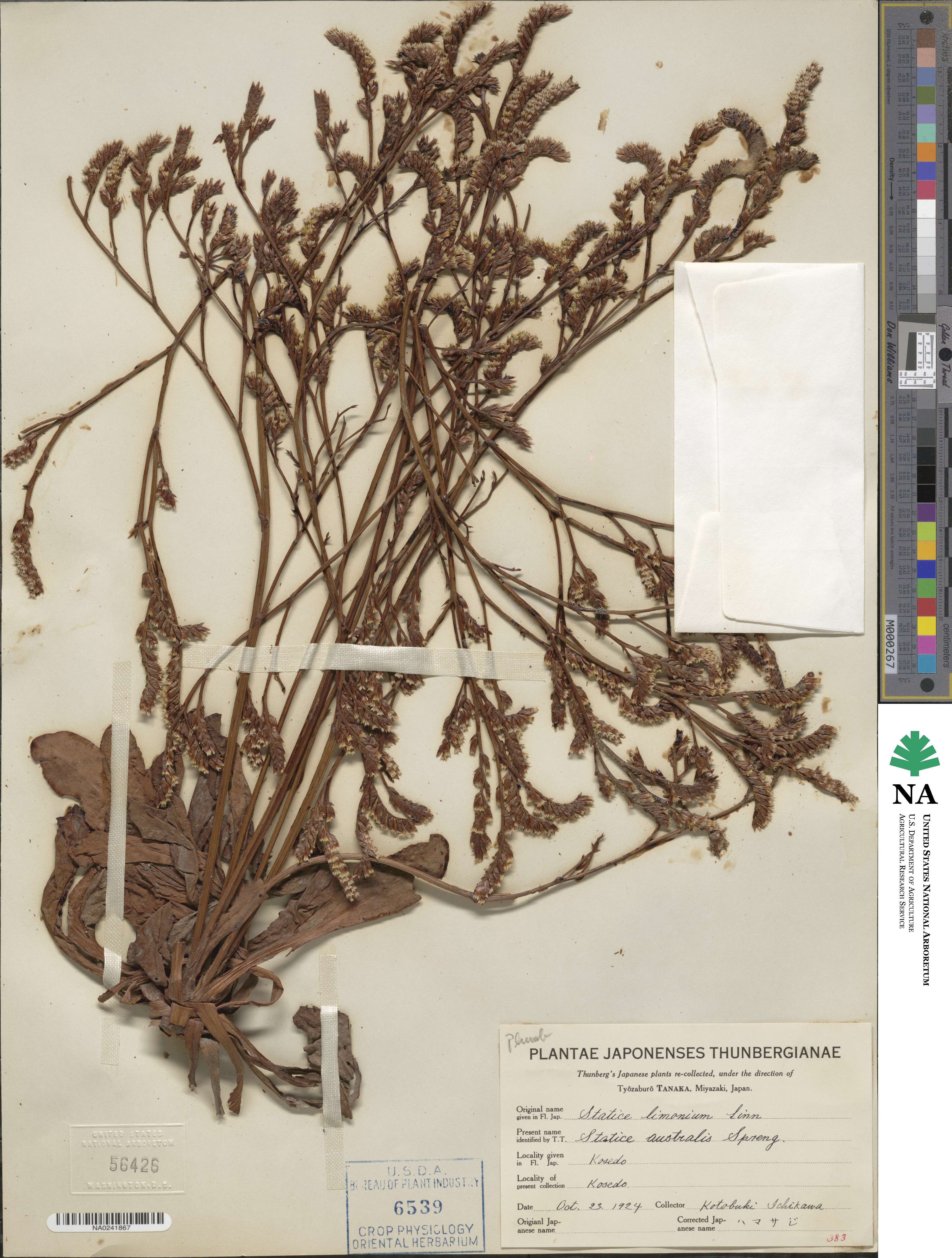 Limonium australe image