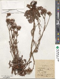 Limonium sinuatum subsp. sinuatum image