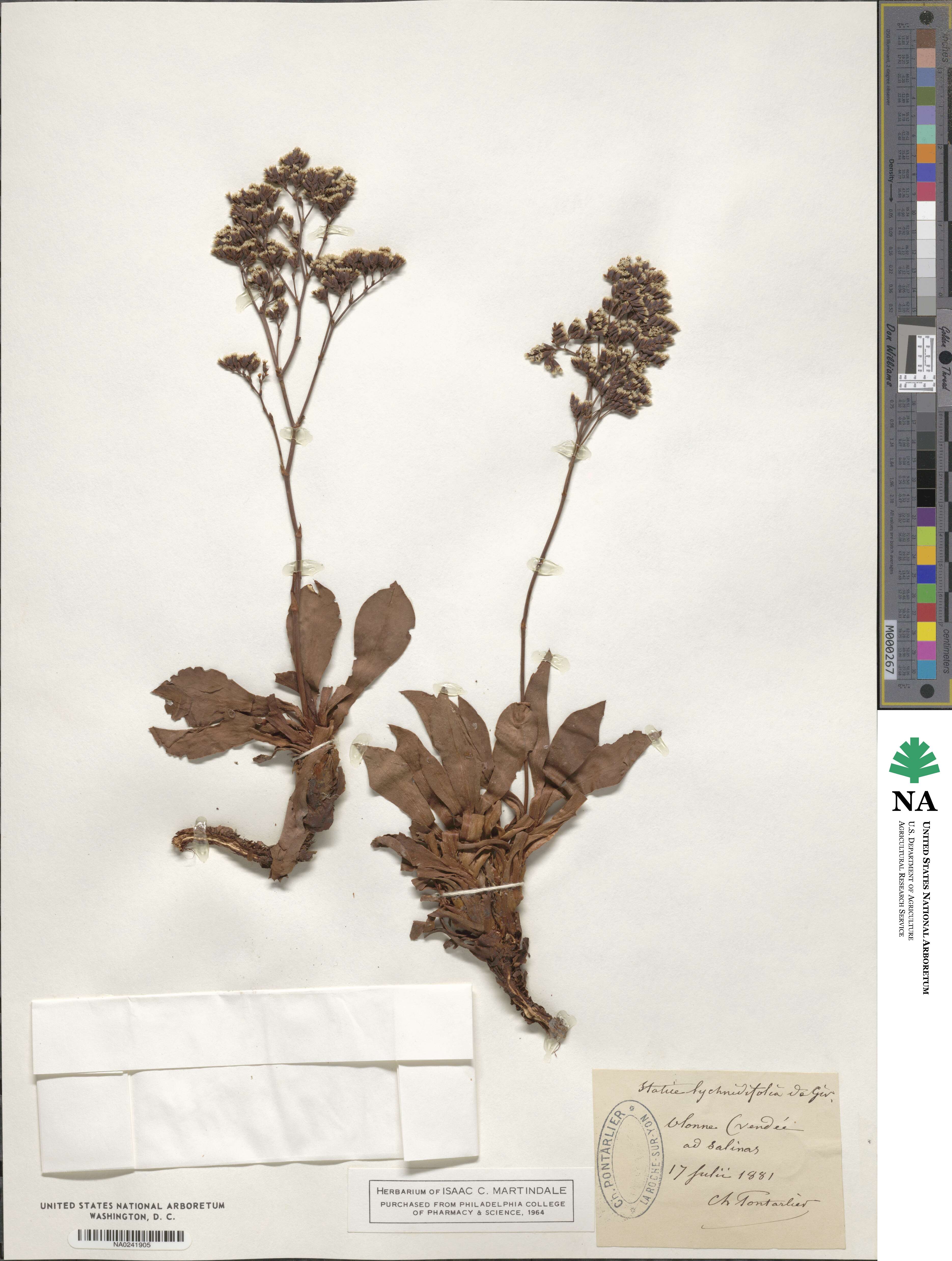 Limonium auriculaeursifolium image