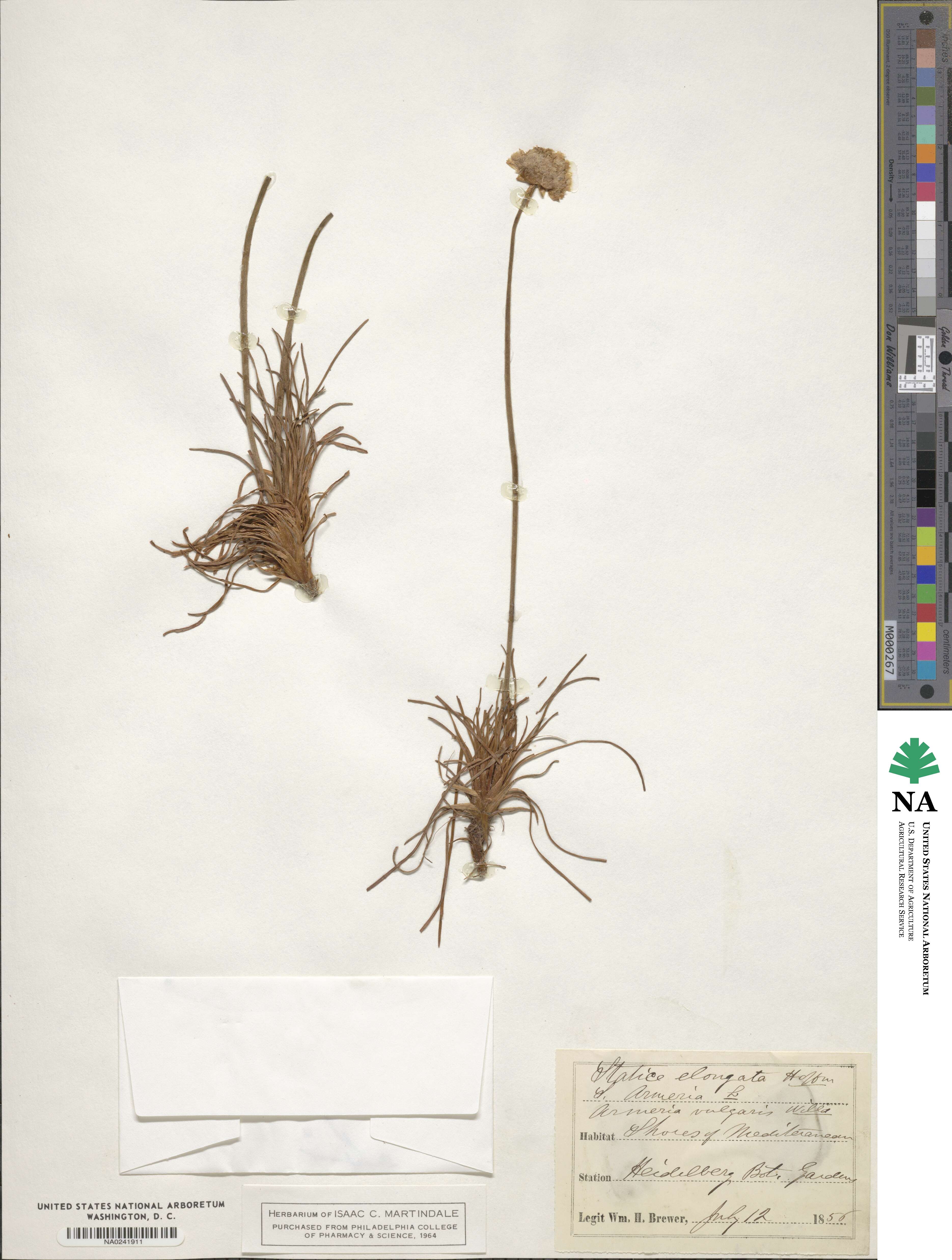 Armeria maritima subsp. elongata image