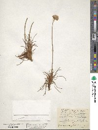 Armeria maritima subsp. elongata image