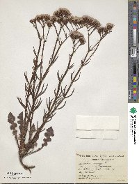 Limonium sinuatum subsp. sinuatum image