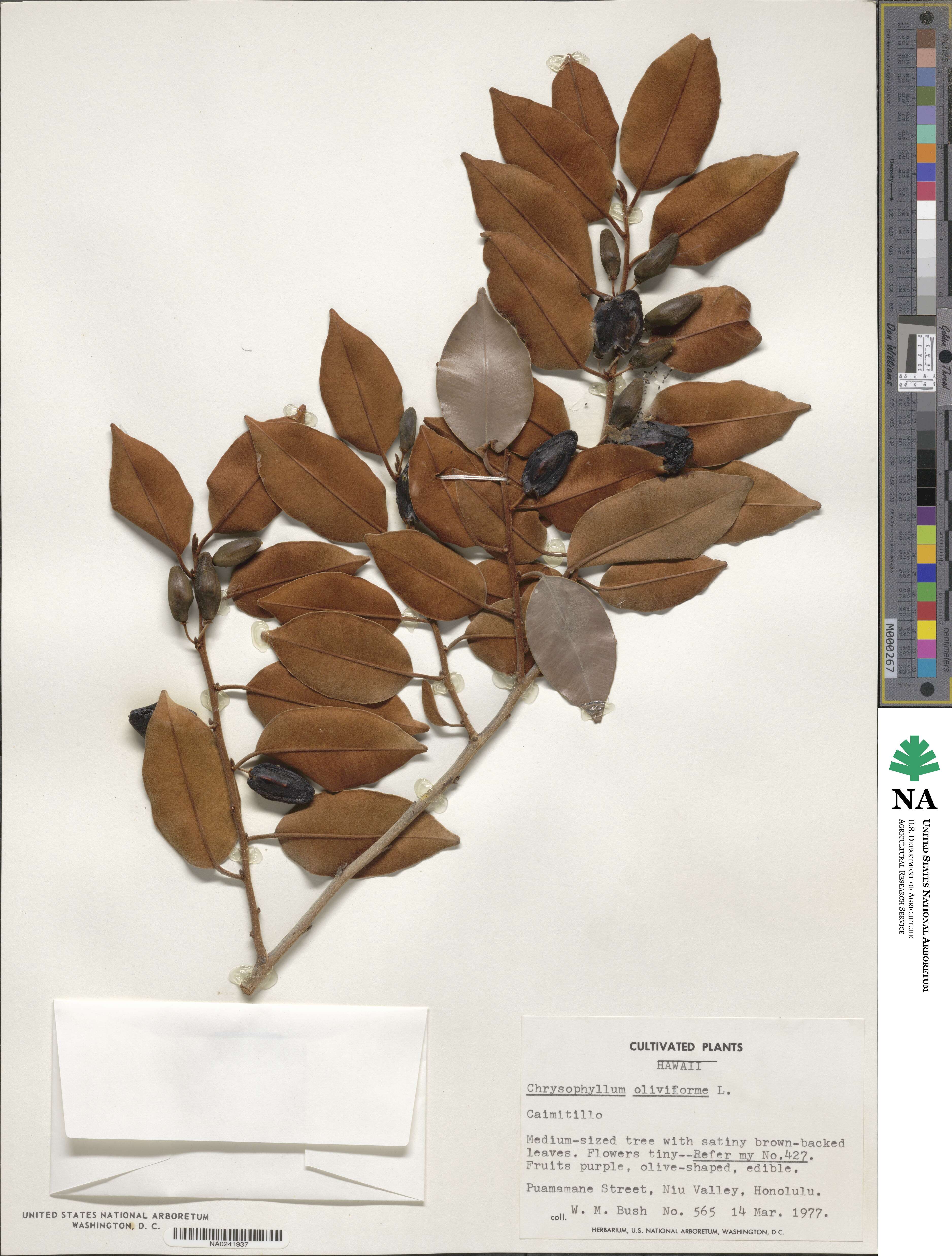 Chrysophyllum oliviforme image