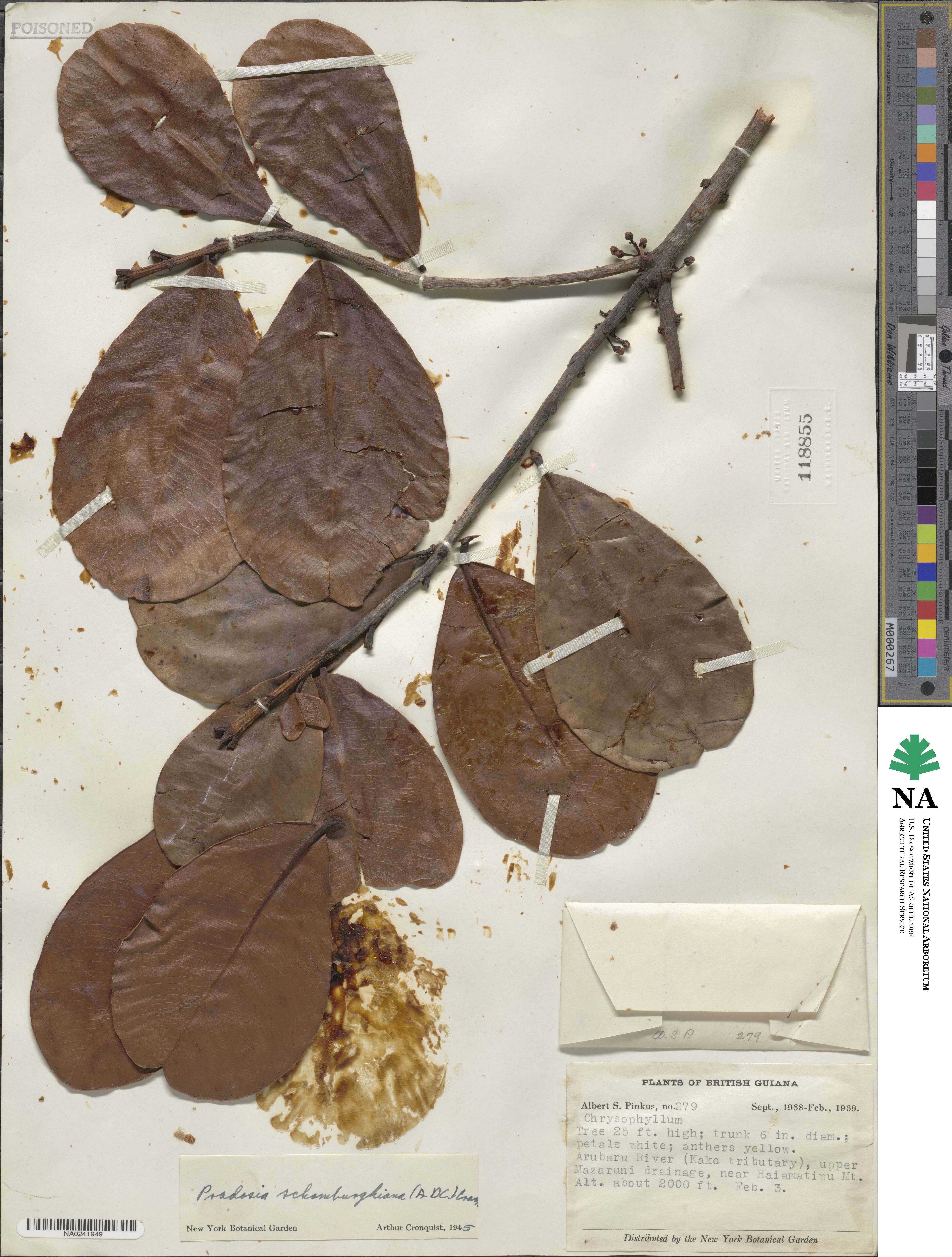 Pradosia schomburgkiana image