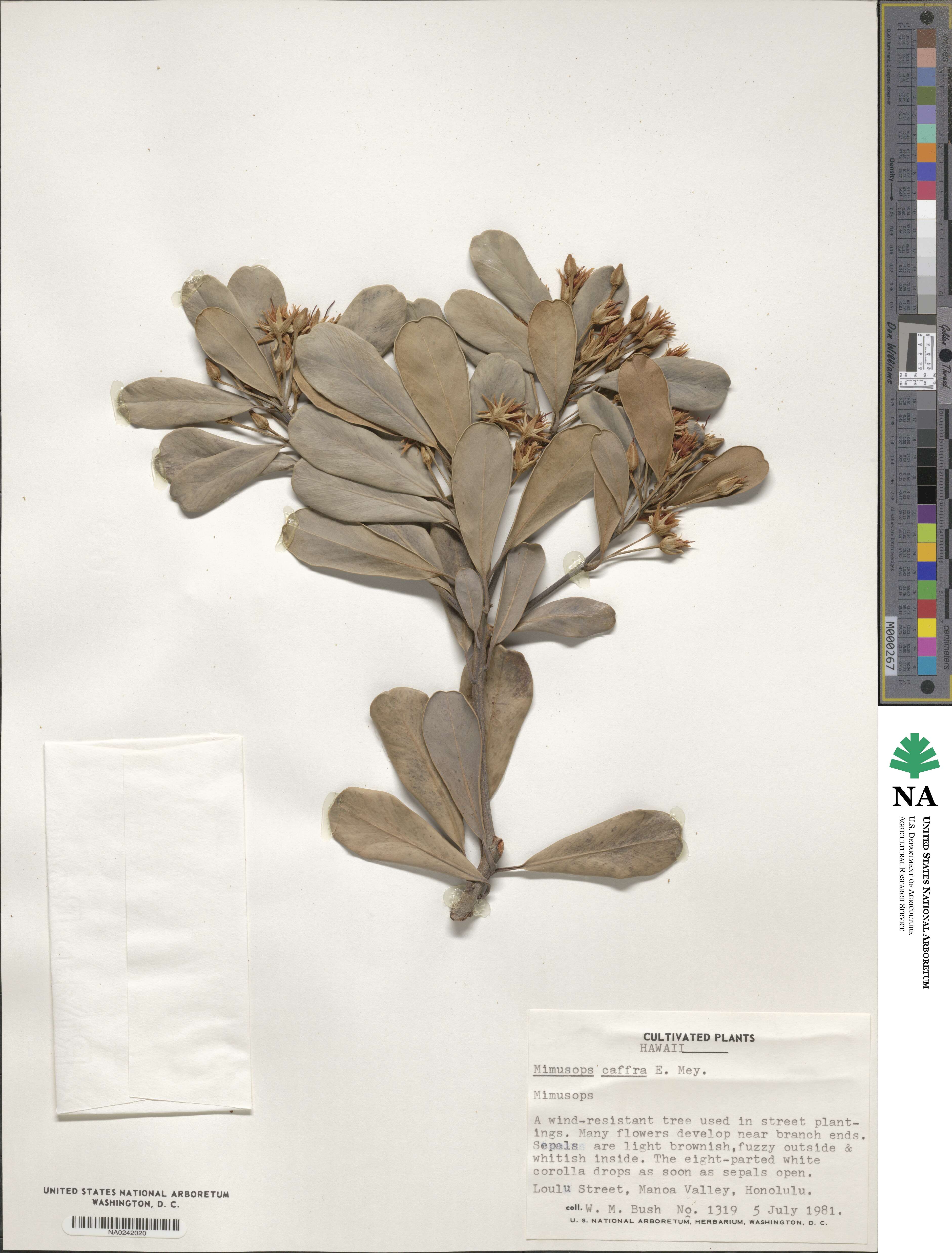 Mimusops caffra image