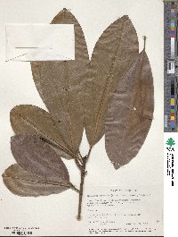 Manilkara bidentata image