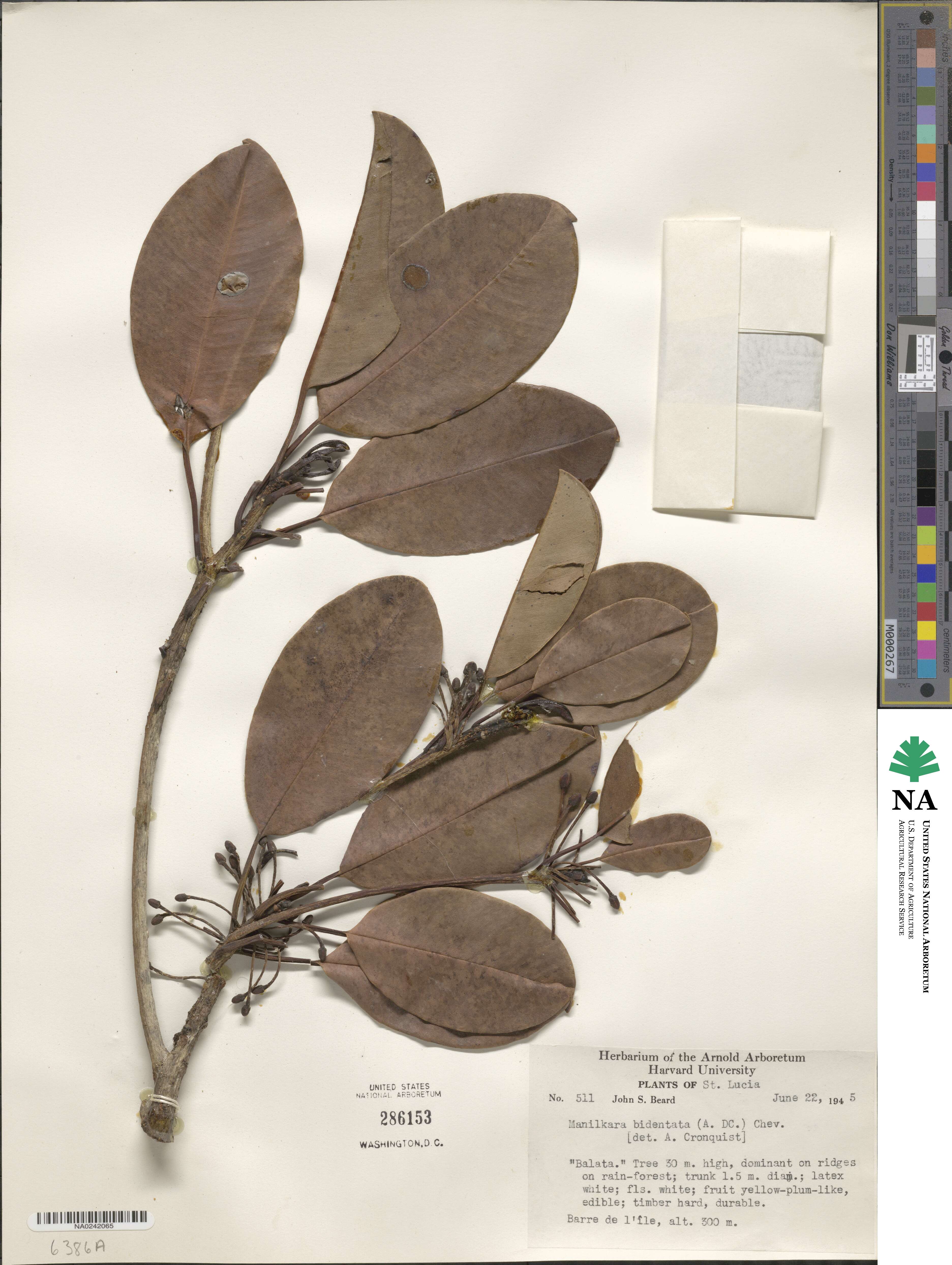 Manilkara bidentata image