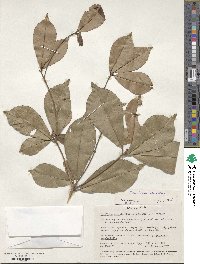 Manilkara obovata image