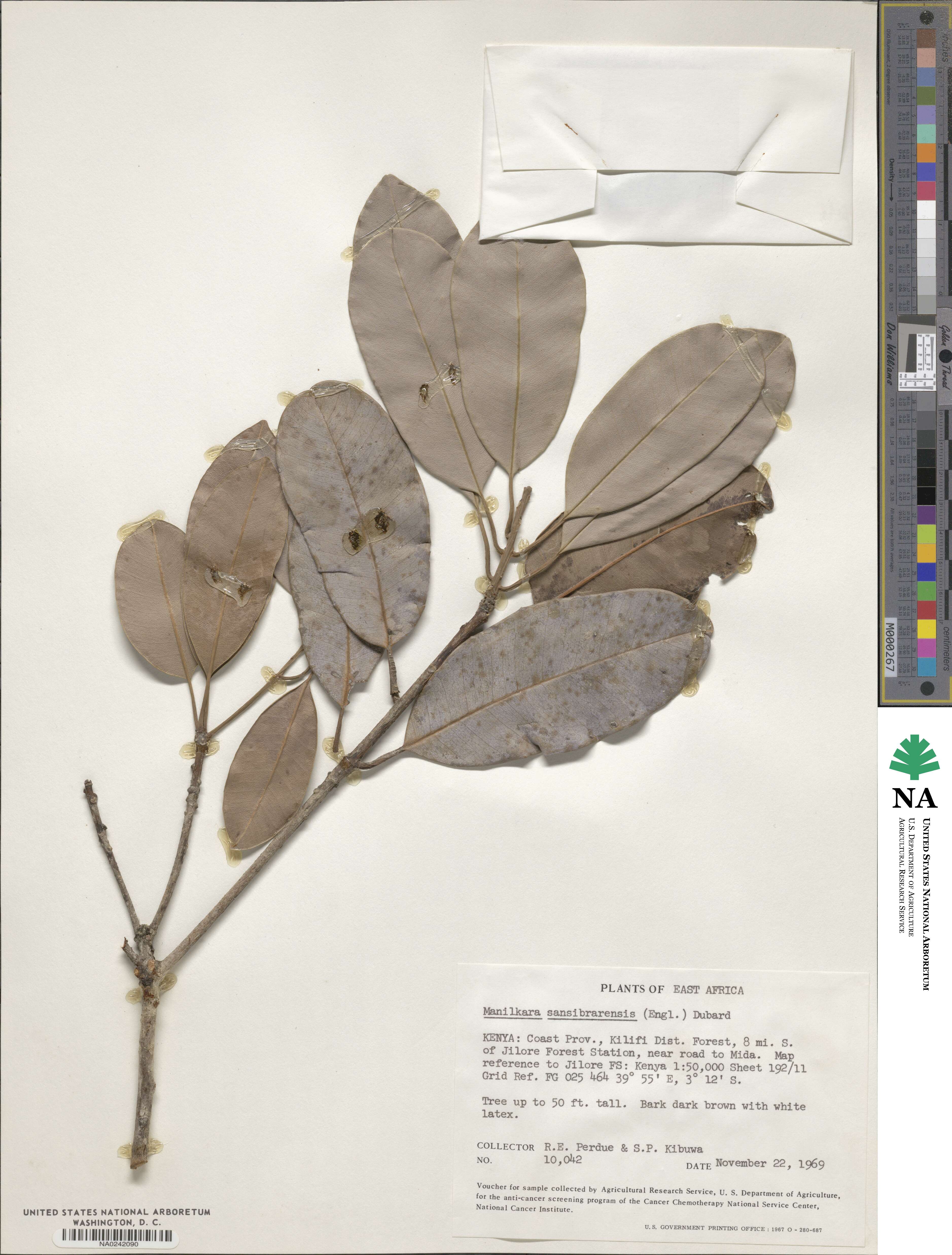 Manilkara sansibarensis image