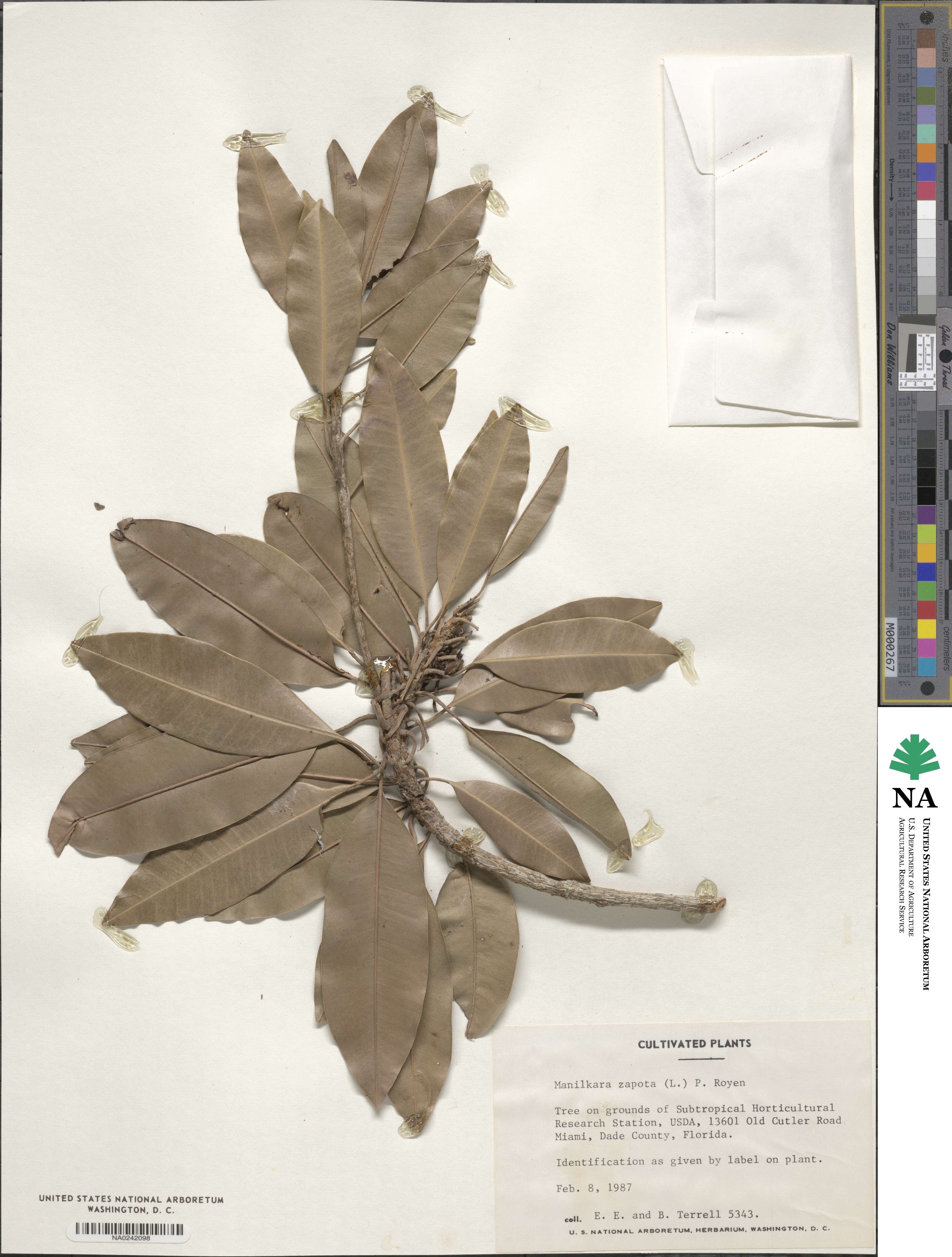 Sapotaceae image