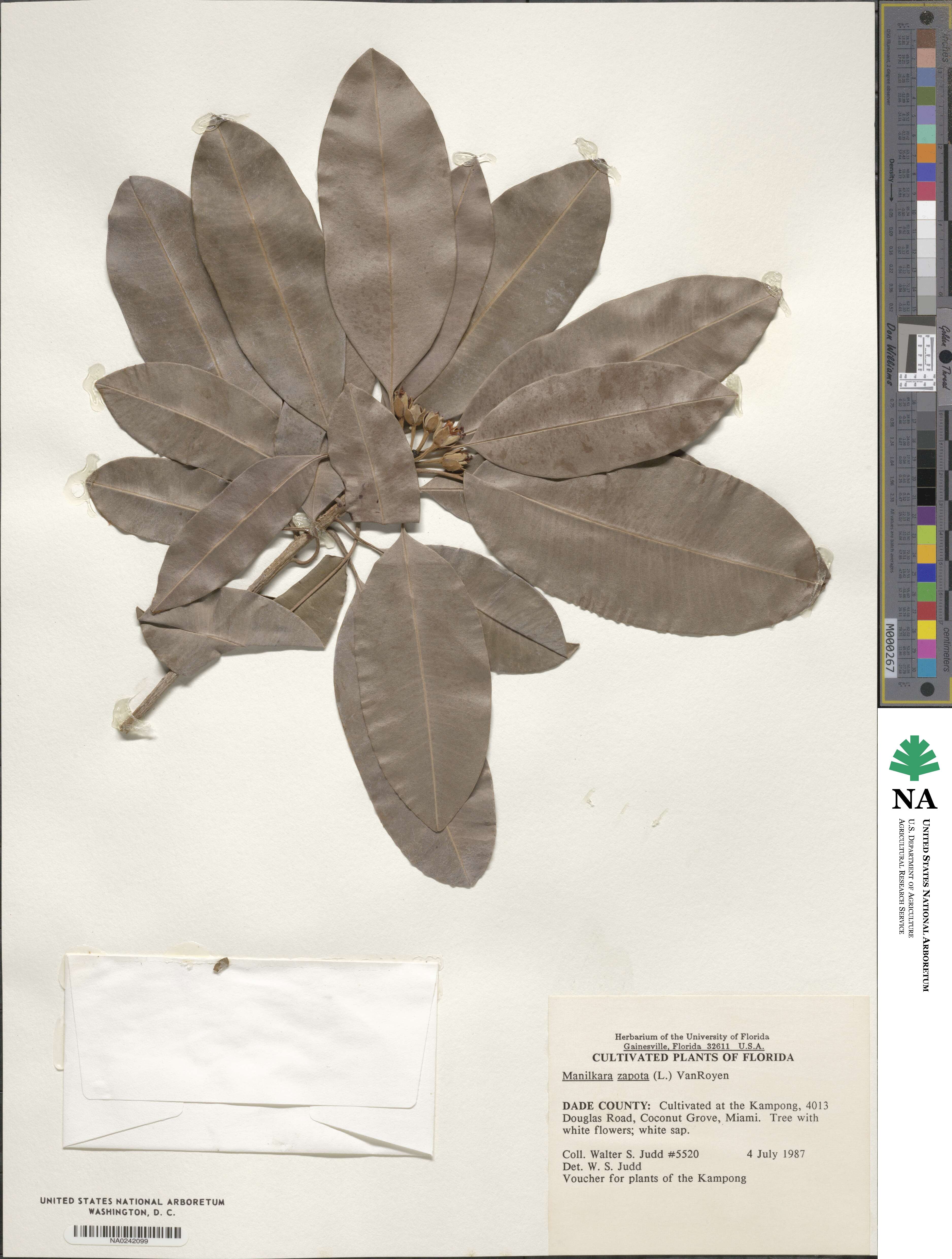 Manilkara zapota image