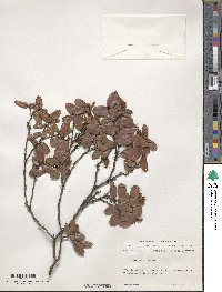 Diospyros glabra image