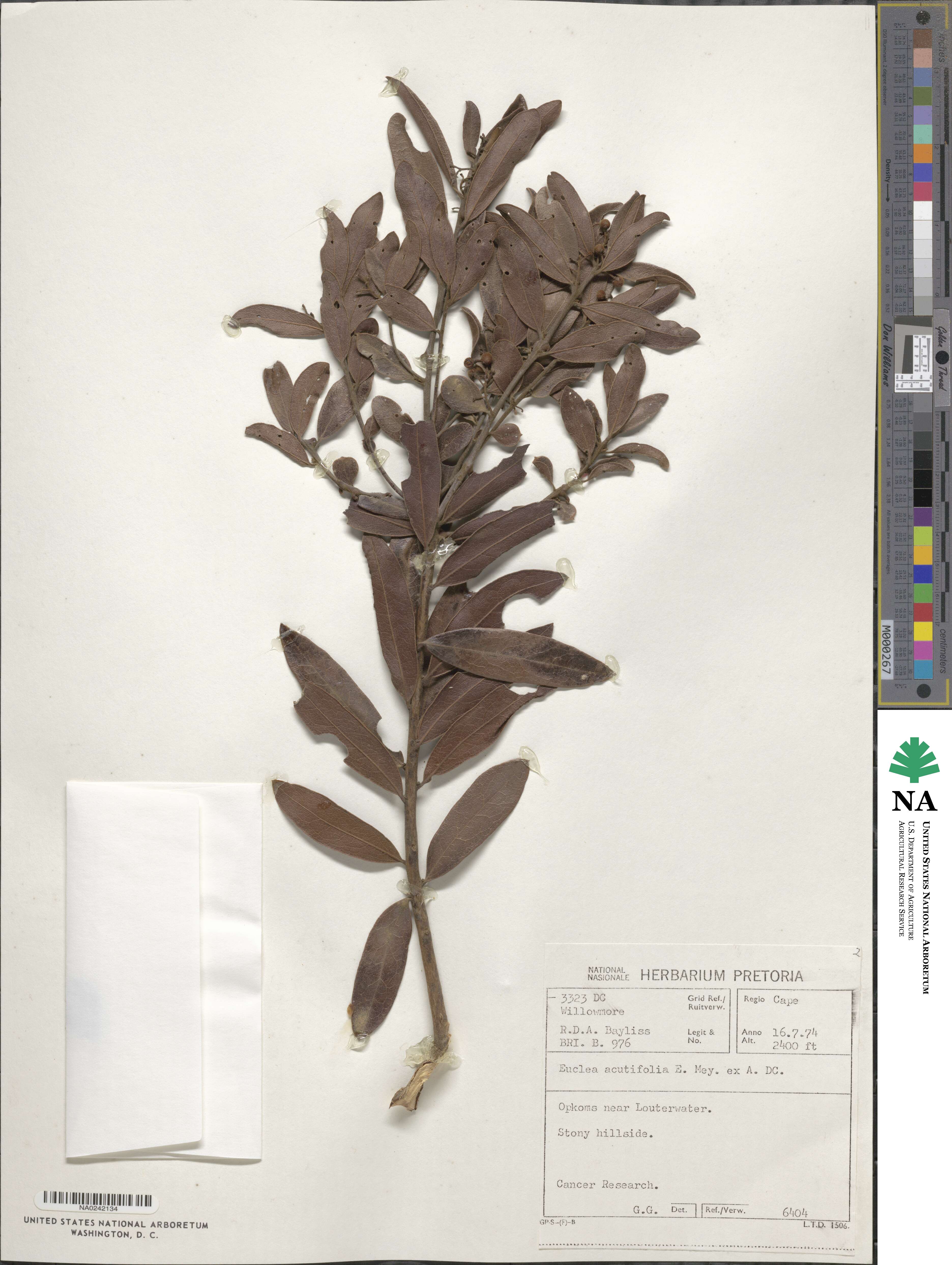 Euclea acutifolia image