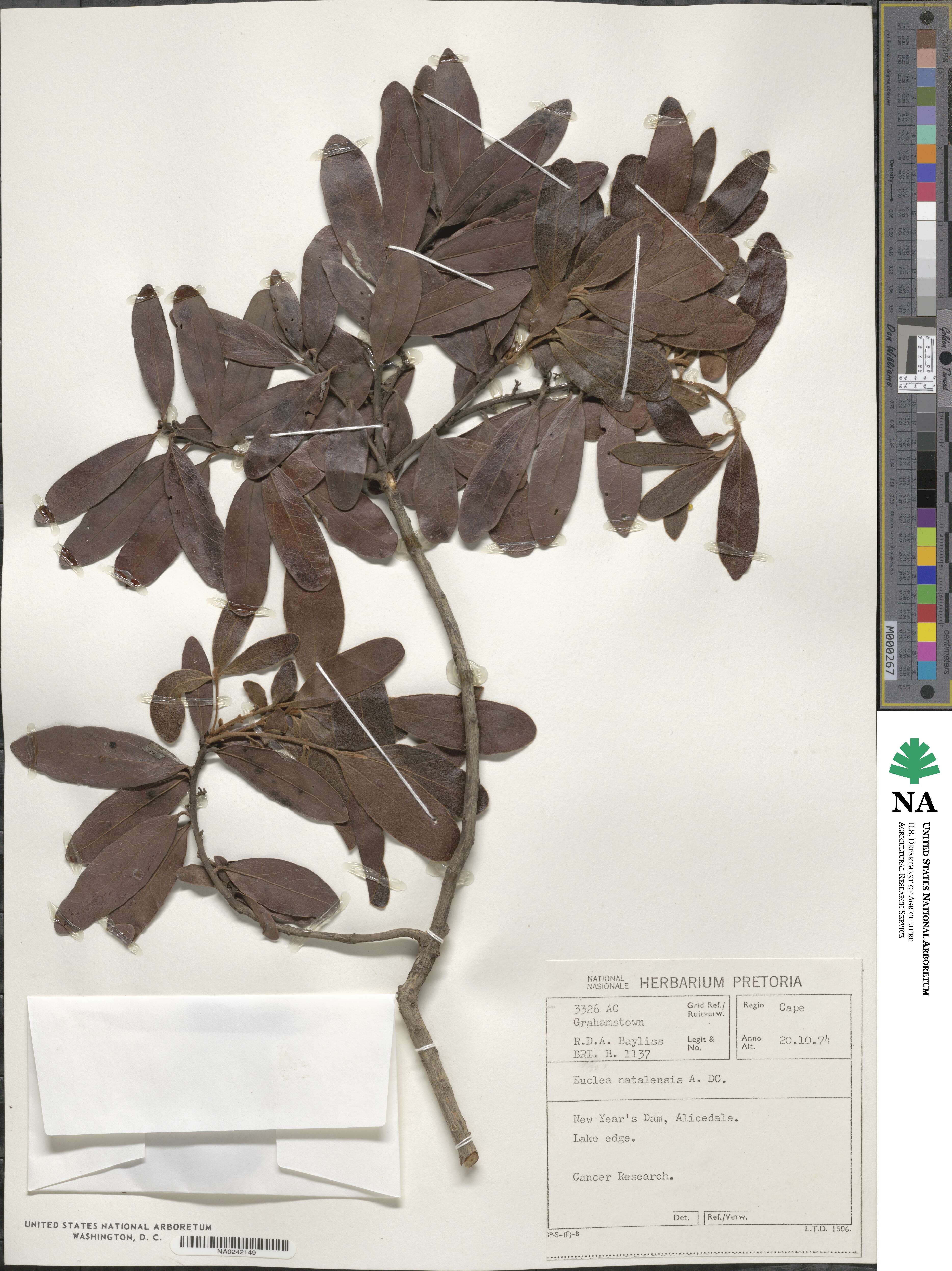 Euclea natalensis image