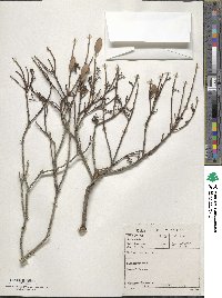 Euclea racemosa image