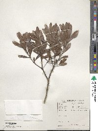 Euclea racemosa image