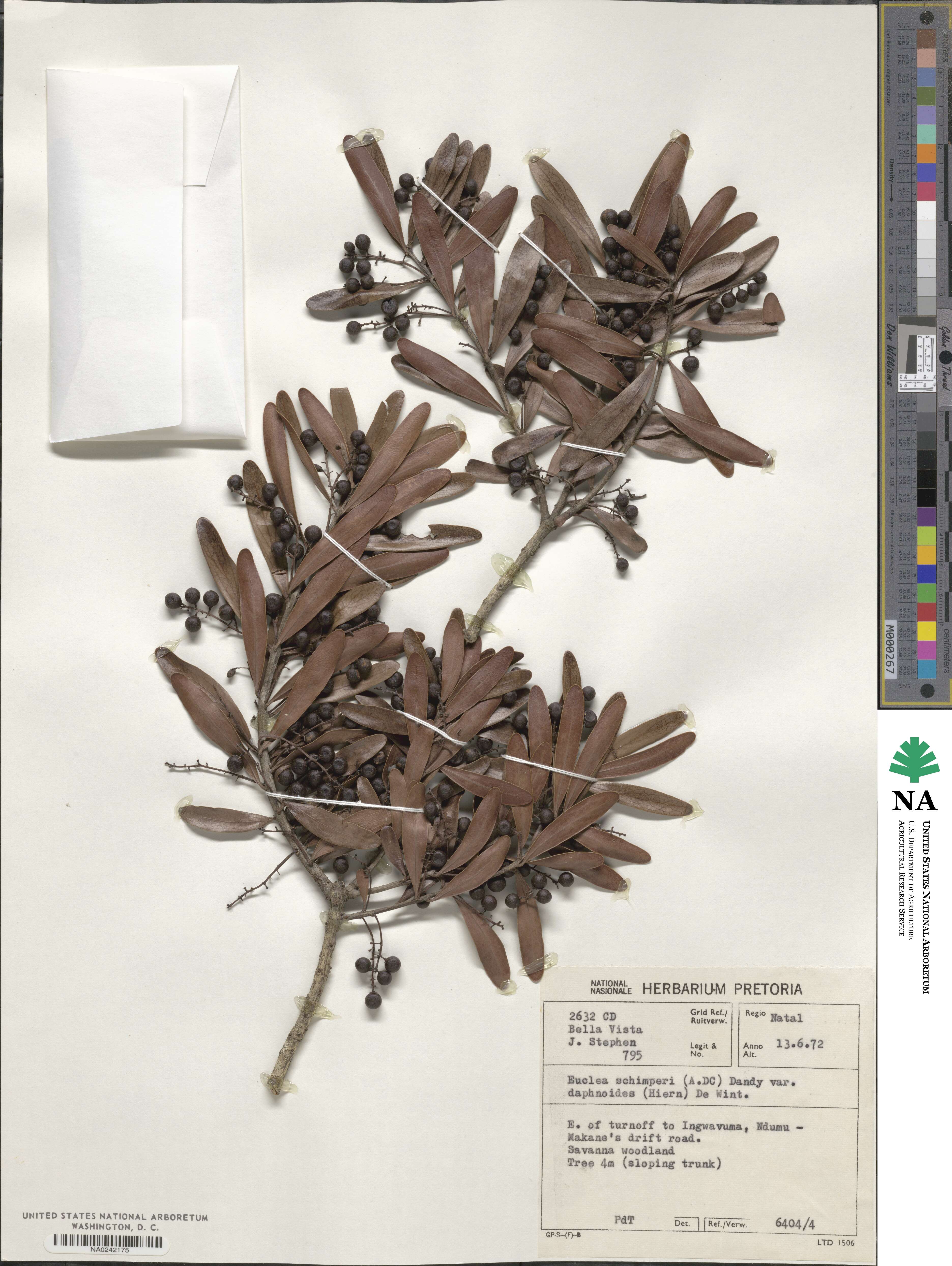 Euclea racemosa subsp. daphnoides image