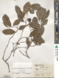 Diospyros inconstans image