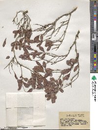 Diospyros humilis image