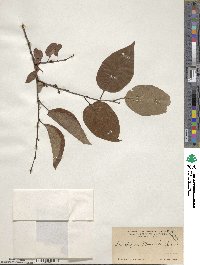 Diospyros virginiana image