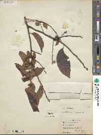 Diospyros virginiana image