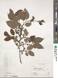 Diospyros virginiana image