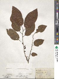 Diospyros virginiana image