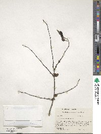 Diospyros virginiana image