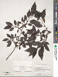 Diospyros virginiana image