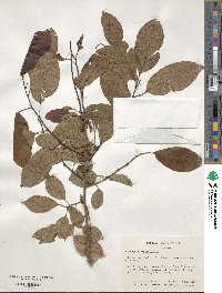 Diospyros virginiana image