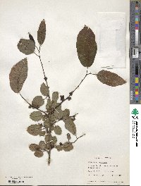 Diospyros virginiana image