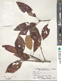 Diospyros virginiana image