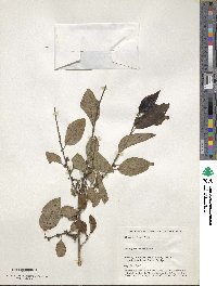 Diospyros virginiana image