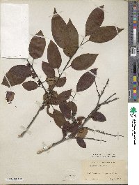 Diospyros virginiana image