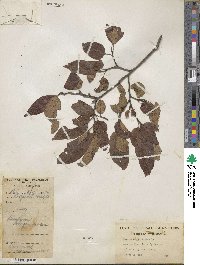 Diospyros virginiana image